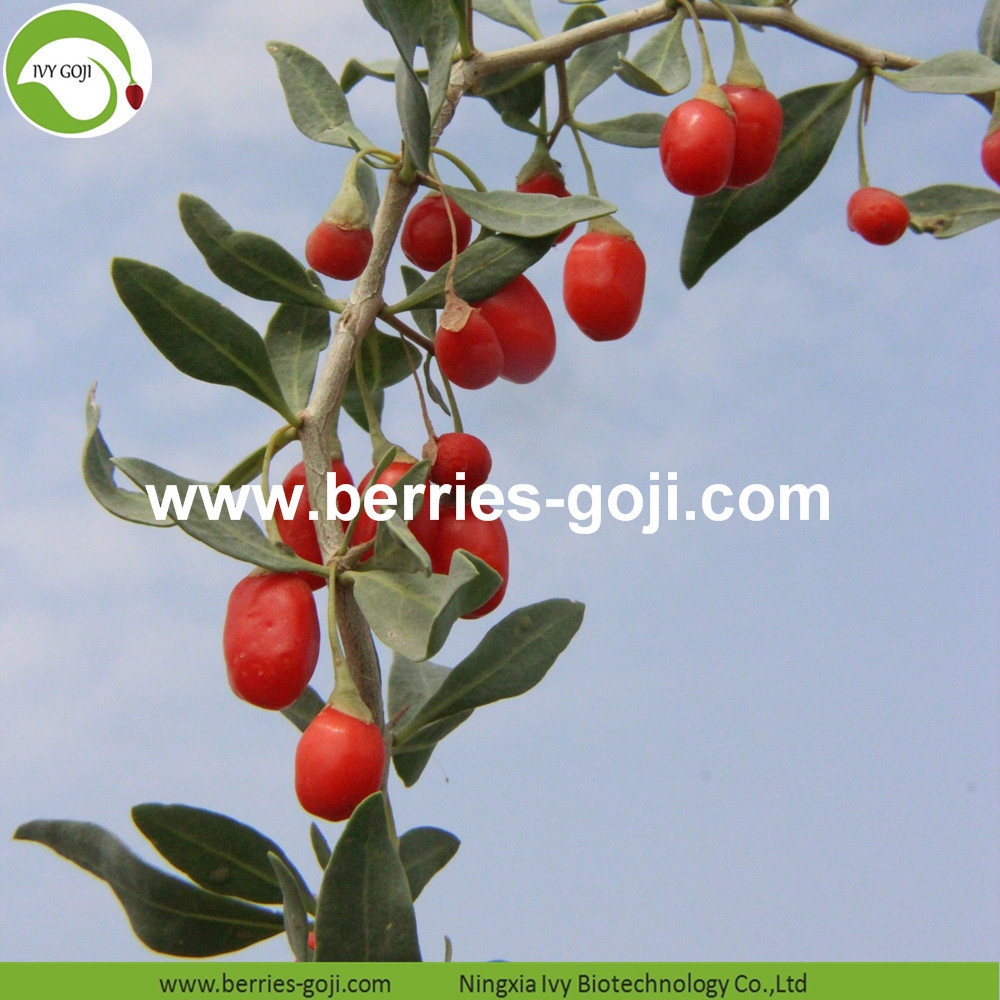 organic goji berry