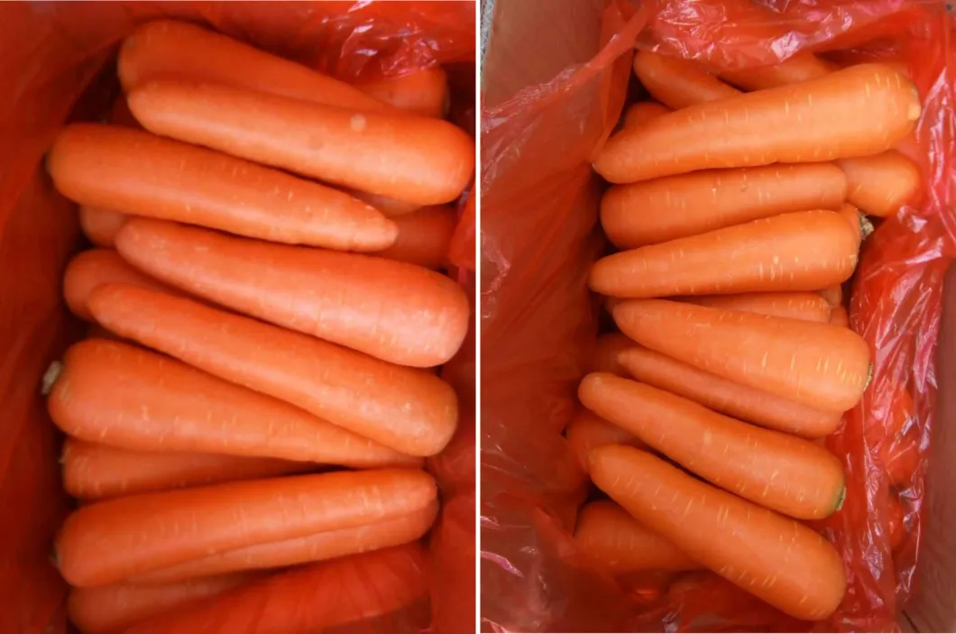Fresh Carrot Organic Carrot High Quality