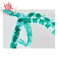 Beginner's Guide to Algae Microscope Slide Set