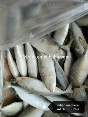 New Stock Frozen Fish Indian Mackerel With Competitive Price