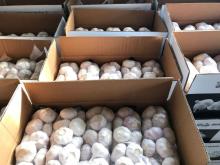 proper conditions coldstore garlic