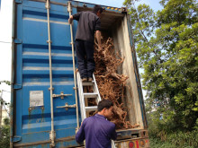 Unique Mix SIze Decoration Aquarium Natural Roots