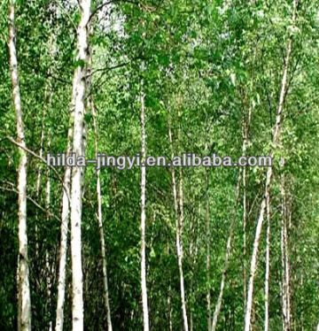 Healthy Birch Leaf Extract 5: 1, 10: 1, 20: 1