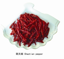 High Quality Indian Dried Red Chilli Whole