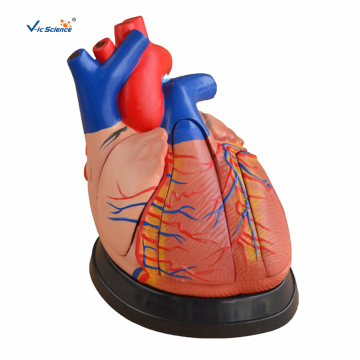Hospital Human Middle Heart Anatomy Model
