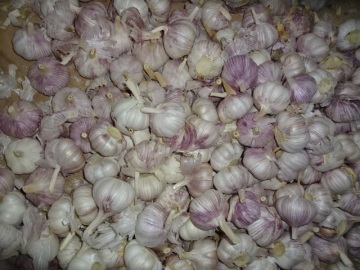 Different Sizes Fresh Normal White Garlic 2019