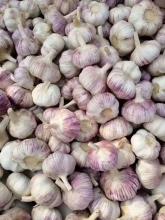 2021 new garlic hot sell