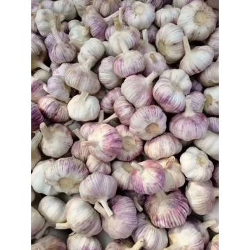 wholesale cheap fresh selected good quality garlic