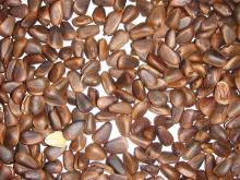 Pinenut Open Shelling Machine