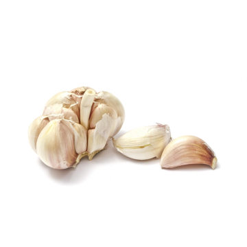 Export grade fresh garlic