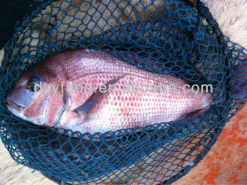 Frozen Red Seabream Price