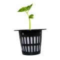 Skyplant 2 # C Plastic 1 1/5 &#39;&#39; Net Plant Pot