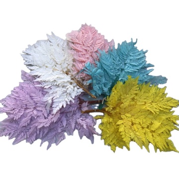 100% Preserved Alpine Fern Leaves - Natural Green Dried Flowers