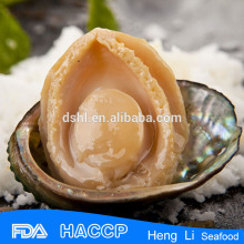 Fresh seafood abalone for prozen