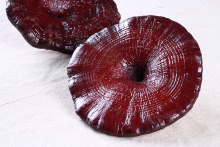 cultivated lingzhi red Raw ganoderma reishi mushroom