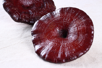 cultivated lingzhi red Raw ganoderma reishi mushroom