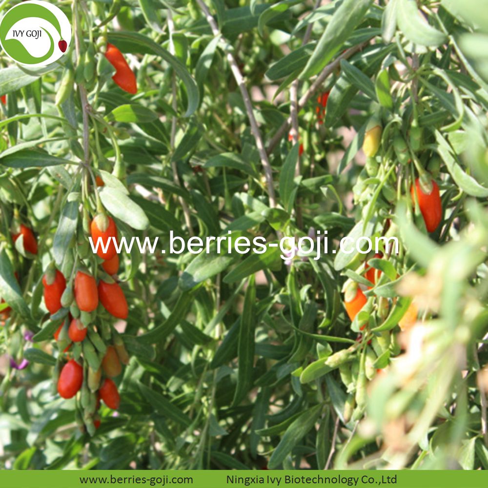 goji berry