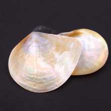 Natural Polished Shell 8-14cm Black Yellow Mother of Pearl Factory Direct Sale