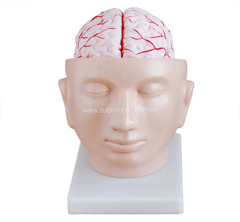 Brain Model with Arteries on Head
