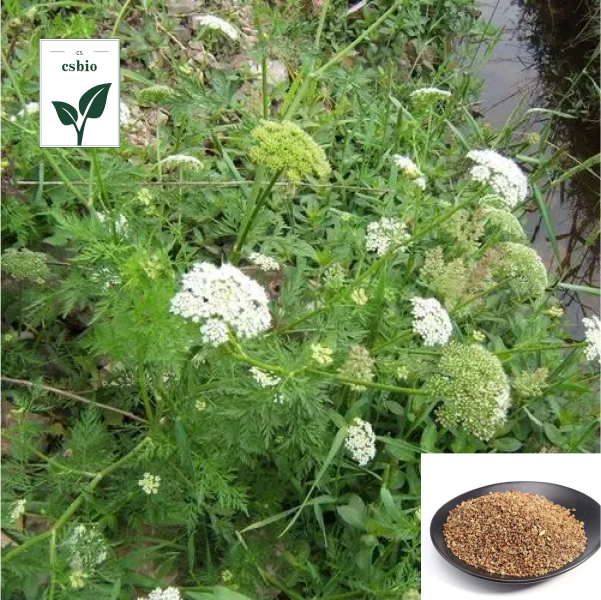 Osthole 98 Powder Osthole 98 Powder