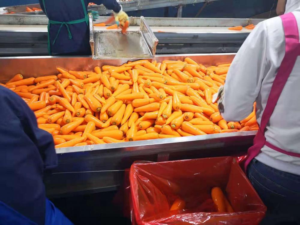 Carrot Processing1