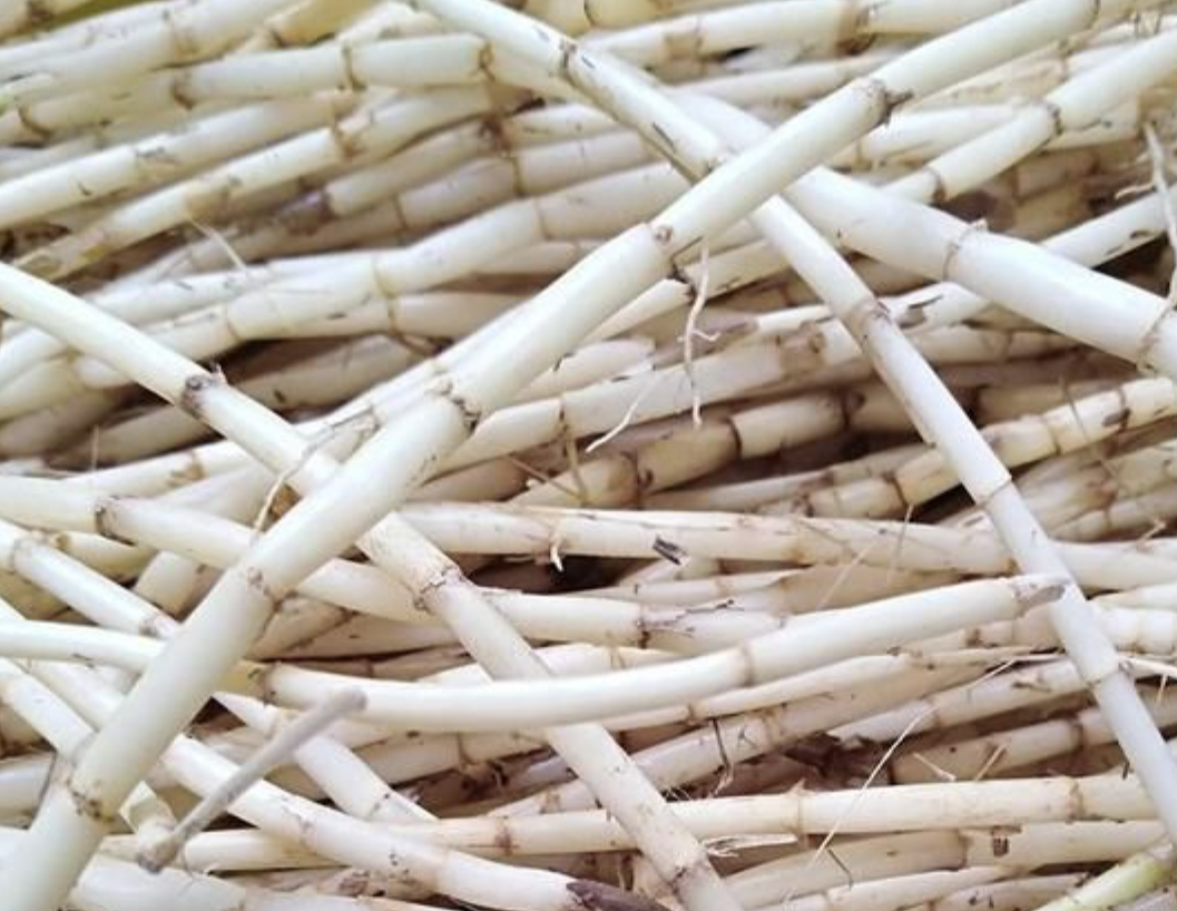 Экстракт корня императы цилиндрической Imperata Cylindrica Root Extract
