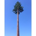 Telecom Pine Tree Tower