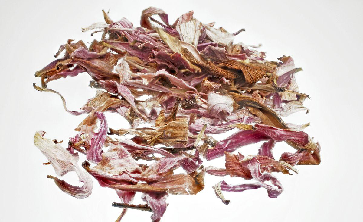 Echinacea -Extrakt Echinacea Extract