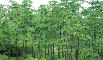 Top quality Magnoliae Officinalis Cortex Hou po