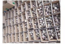 Good Color Good Quality Dry Onion