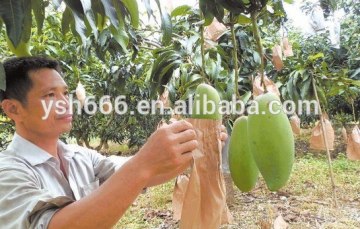 fruit protection paper bag mango