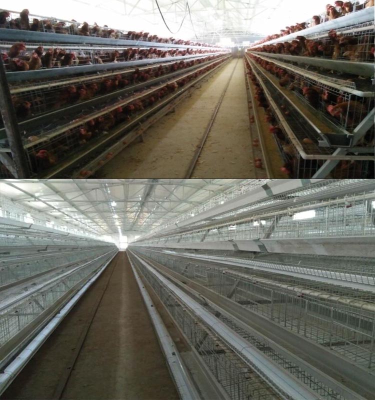 Haiao Trade Assurance High Security Poultry Cages Chicken Layer Cage i Indien