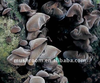 Auricularia auricular ;black fungus;Auricularia auricular extract