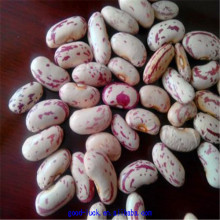 light speckled kidney beans supplier(long shape)