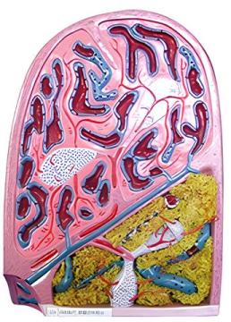 Spleen structure model (1 component)