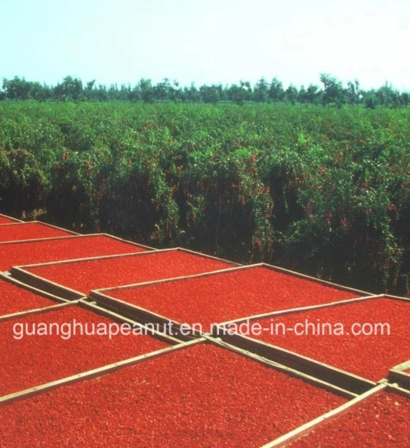 High Quality Dried Goji Berry From China