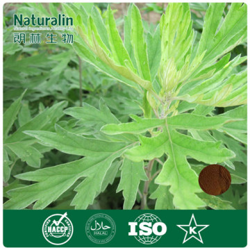 100% pure natural herbal extract Hot selling Organic Argy Wormwood Leaf Extract powder 4:1