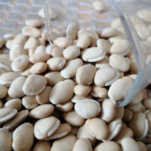 High quality white lentils