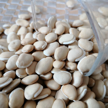 High quality white lentils