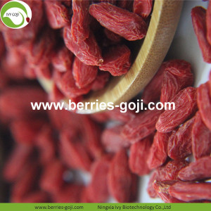 Grosir Buah Massal Rendah Pestisida Goji Berries