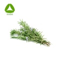 Carnosol 98% Rosemary Extract Powder CAS n ° 20283-92-5