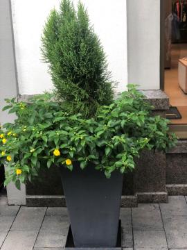 Big Cement Flower Square Outdoor Pots
