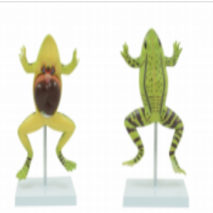 Frog medical anatomy model