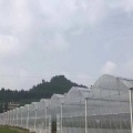 Grande serra di verdure con film in plastica a più campate