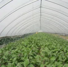 Single-Span Greenhouses Plastic Agricultural Film