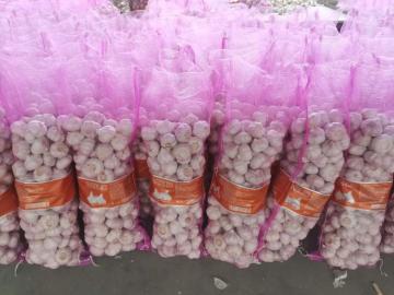 FRESH SPICY GARLIC PRICE