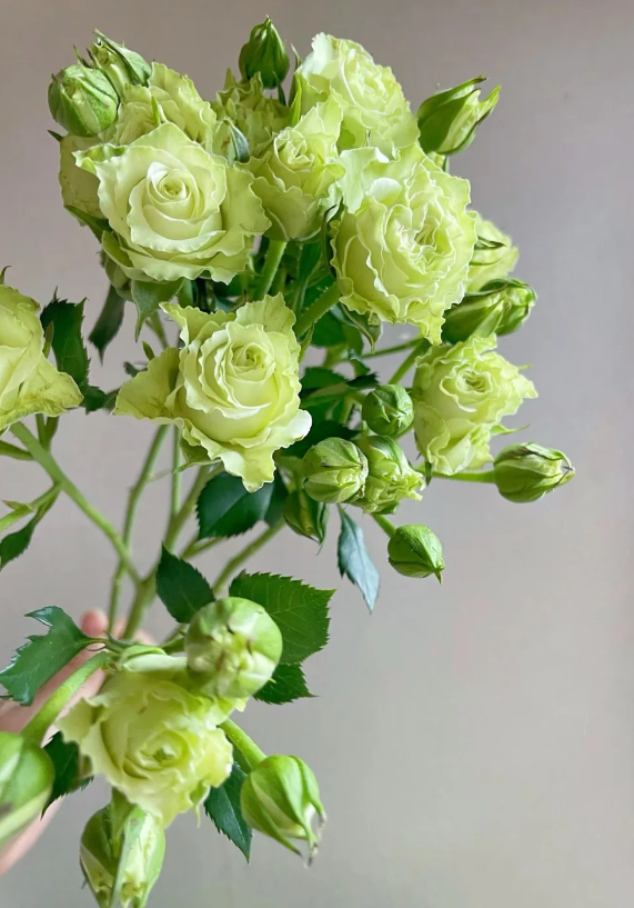 তারার মাল্টিফ্লোরা গোলাপ Starry Multiflora Rose