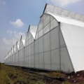 Tunnel Film plastique Greenhouse pour cultiver des légumes