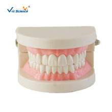Standard Teeth Teaching Dental Model