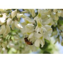 miele di acacia naturale di acqua bianca